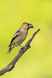 Hawfinches: Hawfinch - Male - Cornwall - UK