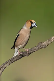 Hawfinches: Hawfinch - Male - Cornwall - UK