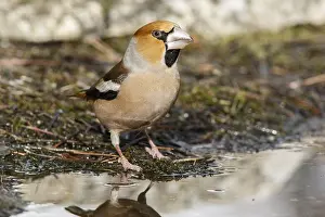 050618: Hawfinch - male drinking - Castilla Leon, Spain