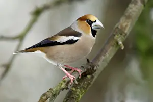Hawfinches: Hawfinch - Male in garden searching for food in winter
