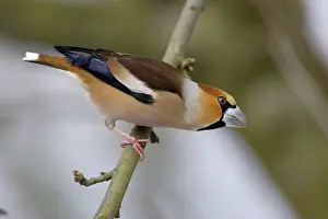 Hawfinches: Hawfinch - Male in garden searching for food in winter
