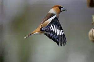 Hawfinches: Hawfinch - Male landing at bird table, winter