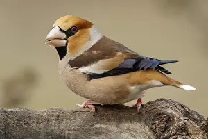 050618: Hawfinch - male perched - Castilla Leon, Spain