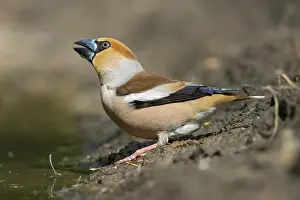 Coccothraustes: Hawfinch male water