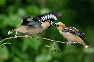 Hawfinches: Hawfinch - pair courtship displaying on branch