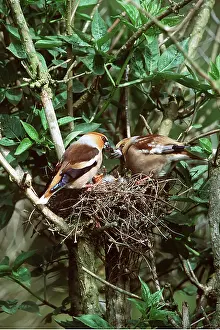 Begging: HAWFINCH PAIR - at nest, with chicks