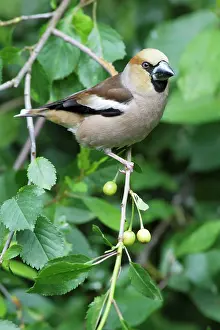 Cherries: Hawfinch - perched in cherry tree