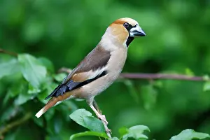 Hawfinches: Hawfinch, portrait