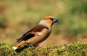 Hawfinches: HAWFINCH - side profile