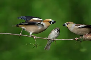 Hawfinches: Hawfinch and Tree Sparrow (Passer montanus), fighting