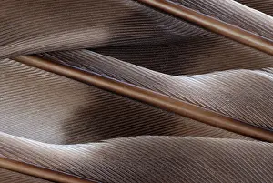 Cooperii: Hawk Feathers