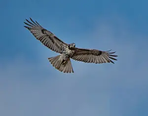 Hawk: Hawk flying overhead