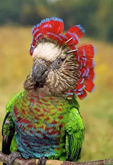 Parrots: Hawk Headed Parrot