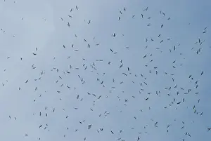 Kettle: Hawk migration