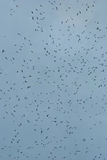 Kettle: Hawk migration