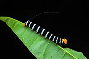 Amazonian: Hawk moth (Isognathus swainsonii) caterpillar on