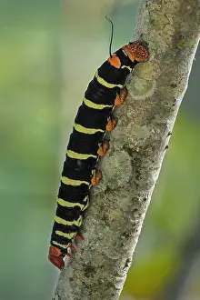 Claro: Hawk Moth / Tetrio Sphinx caterpillar (Pseudosphinx