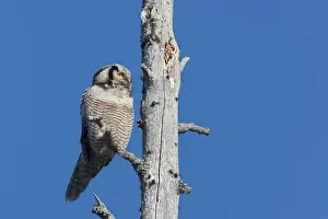 Surnia: Hawk Owl