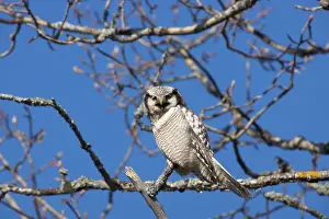 Surnia: Hawk Owl