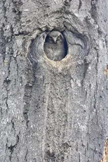 Surnia: Hawk Owl - Chick looking out of nest hole