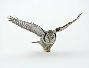 Surnia: Hawk Owl - in flight over snow