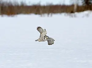 Surnia: Hawk Owl - flying low over snow covered ground