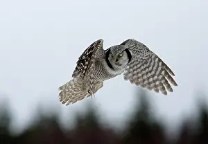 Surnia: Hawk Owl - hovering with forest in background