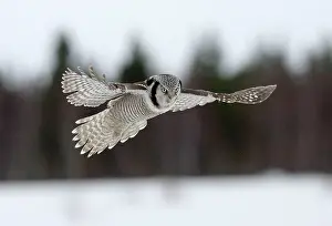 Surnia: Hawk Owl - hovering above snow with forest background