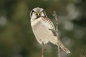 Surnia: Hawk Owl perched on branch