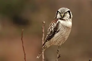 Surnia: Hawk Owl perched on branch