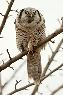 Surnia: Hawk Owl perched on a branch with Mouse prey