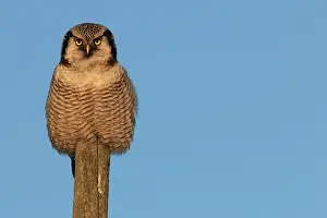 Poles: Hawk Owl perched on wooden pole