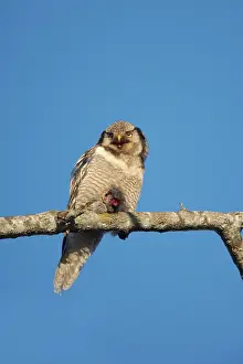 Surnia: Hawk Owl - With Prey