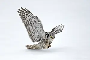 Boreal: Hawk Owl (Surnia ulula) in flight during hunt