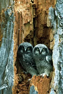 Owlets: Hawk owlets taking a look