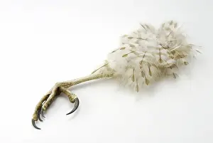 Cooperii: Hawk talon