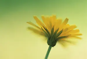 Hawkbit: Hawkbit