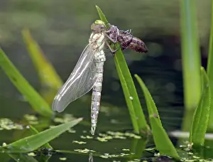 Aeshna: Hawker Dragonfly emerging from its nymphal case