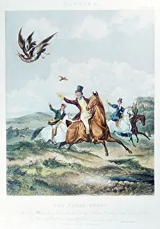 Francis: Hawking - The Fatal Stoop, painted by Francis Calcraft