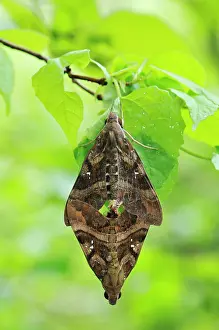 Hawkmoths: Hawkmoth - mating