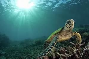 Triangle: Hawksbill Sea Turtle