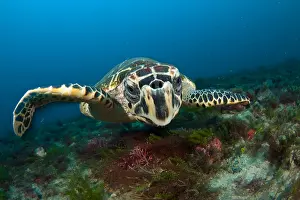 Hawksbill: Hawksbill Sea Turtle (Eretmochelys imbricata) in