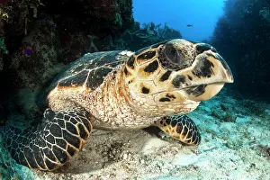 Queen: Hawksbill sea turtle (Eretmochelys imbricata), gardens
