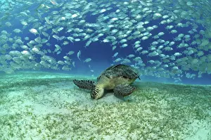 Mackerel: Hawksbill sea turtle (Eretmochelys imbricata) and