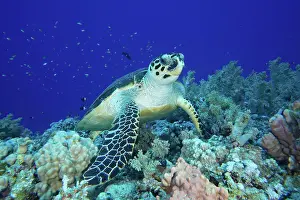 Hawksbill: Hawksbill sea turtle (Eretmochelys imbricata)