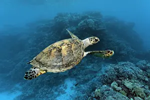Hawksbill: Hawksbill sea turtle (Eretmochelys imbricata), swimming