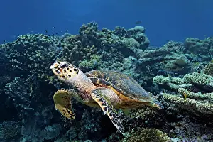 Hawksbill: Hawksbill sea turtle (Eretmochelys imbricata), swimming
