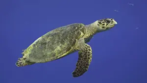 Hawksbill: Hawksbill Sea Turtle (Eretmochelys imbricata) or