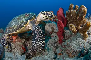 Sponges: Hawksbill Sea Turtle (Eretmochelys imbricata) photographed