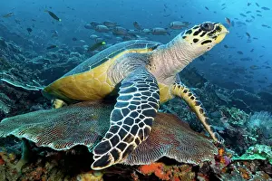 Turtle: Hawksbill sea turtle (Eretmochelys imbricata) resting